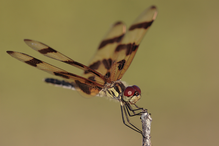 Halloween Pennant (ND)