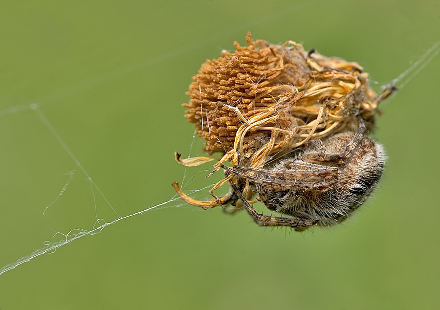 Kreuzspinne ND
