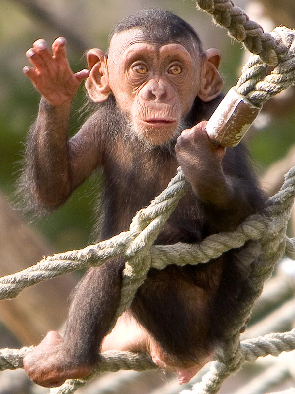 Schimpanse ZO