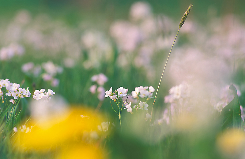 Zur Namensentstehung des Wiesenschaumkrauts (Cardamine pratensis) ...