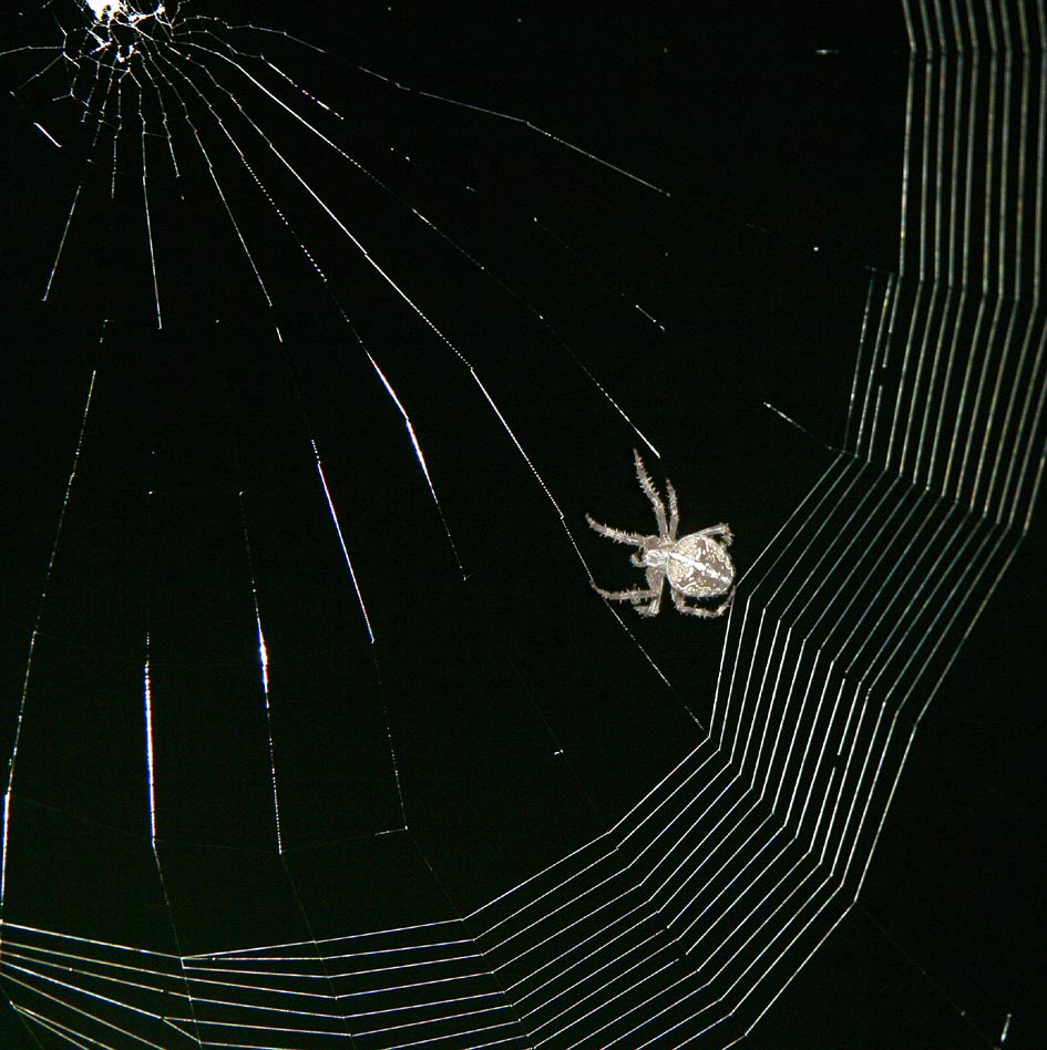 ND; Nachtschicht im Garten