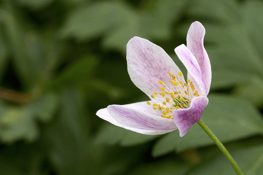 Buschwindröschen (anemone nemorosa), ND