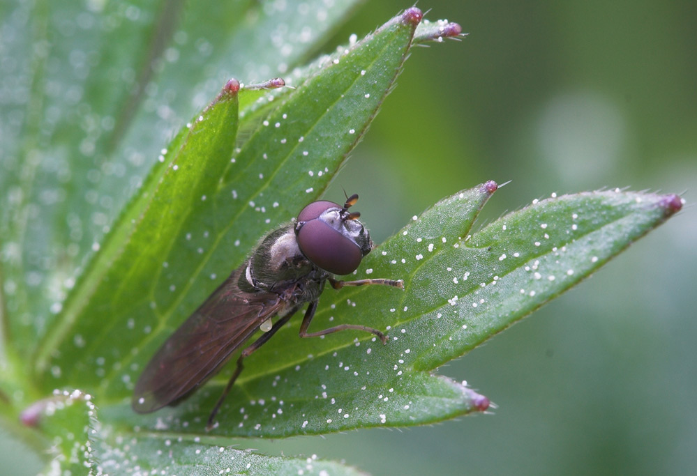 ND: Schwebefliege