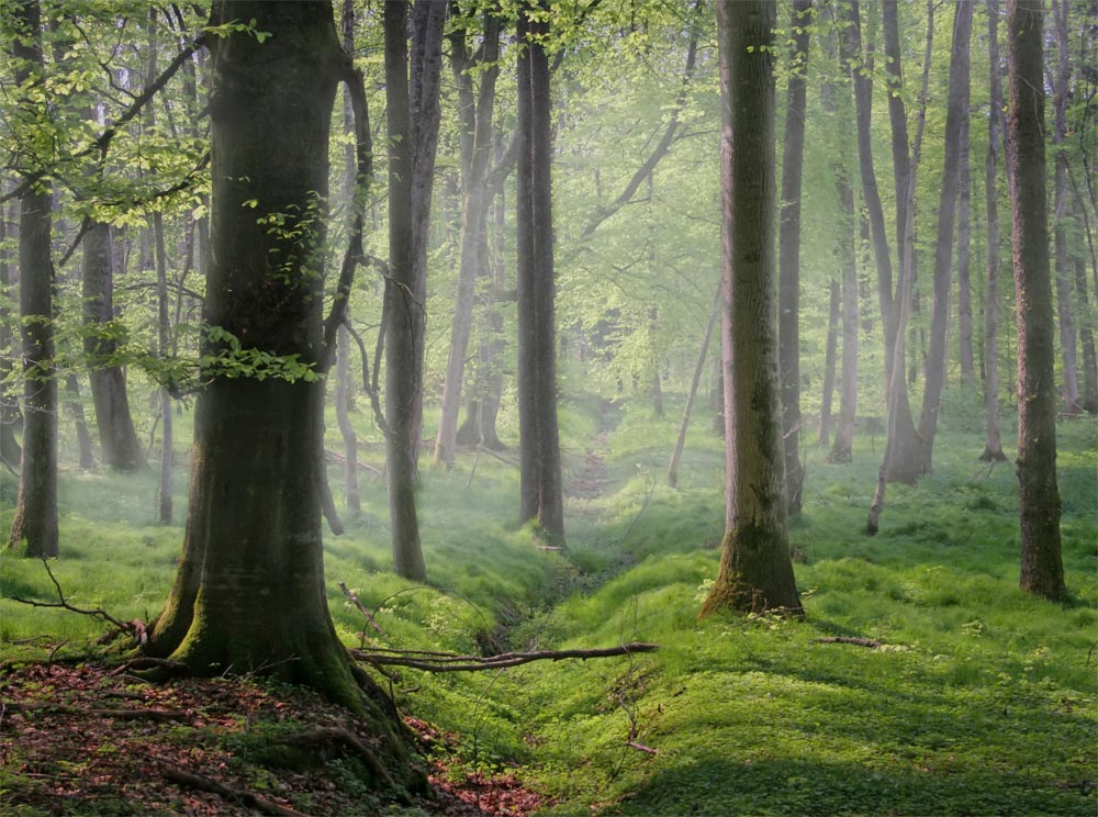 Laubwald