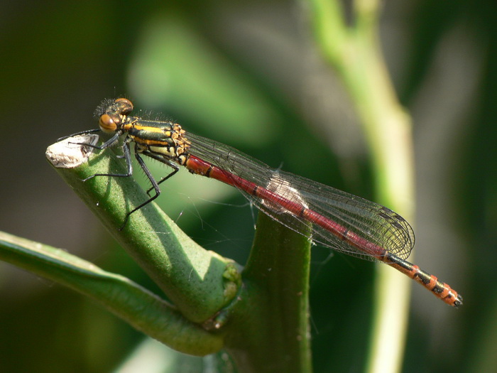 Libelle am Sonntag