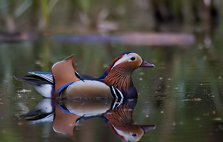Mandarinente (ND)