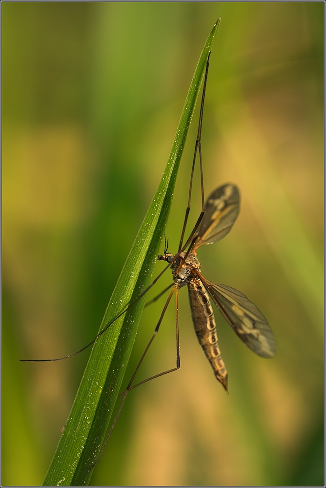 Schnake (Tipula sp.) ND
