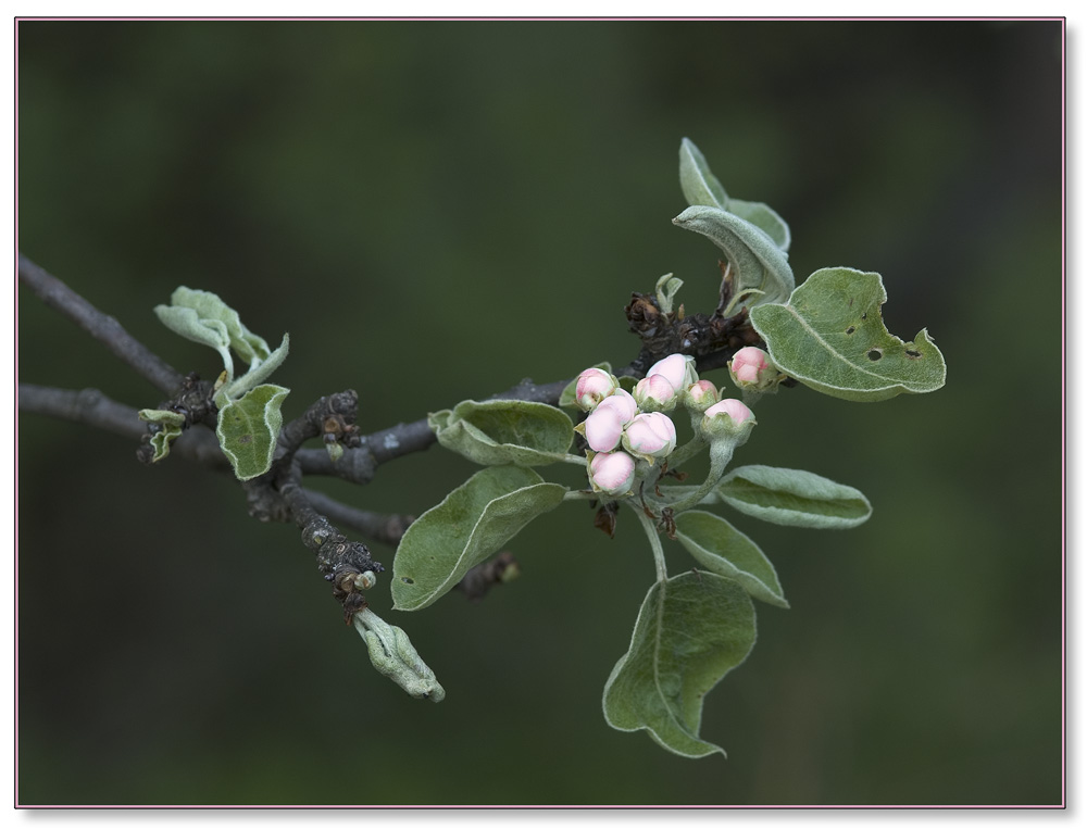 Birnbaum in Blüte, EBV