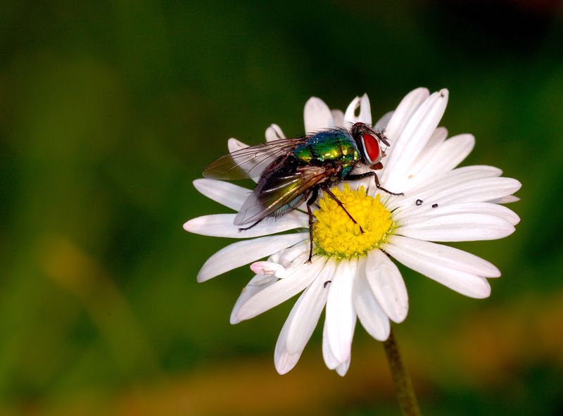 Fliege an Gänseblümchen