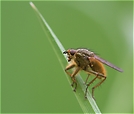 ND: was ist das für eine Fliege?