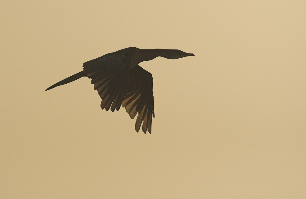 Weißbrustkormoran ND