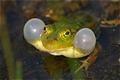 Wasserfrosch ND