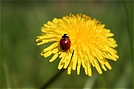 Marienkäfer auf Löwenzahn ND