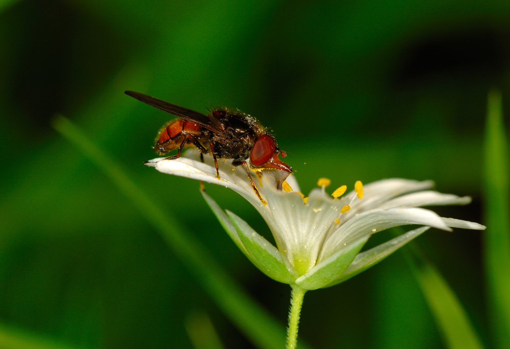 Einhornfliege auf Blüte