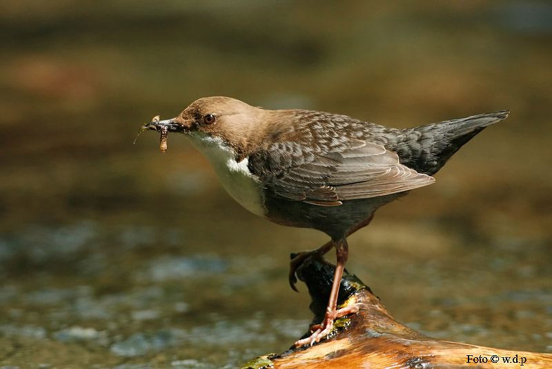 Wasseramsel