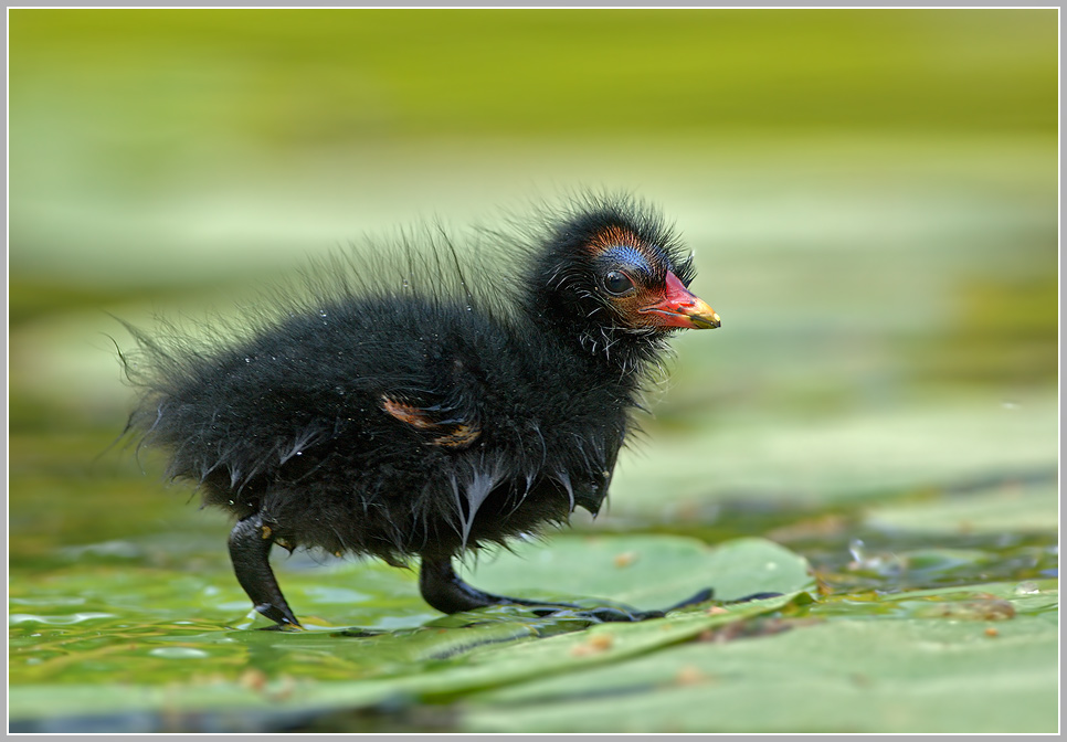 Teichhuhn (Gallinula chloropus)