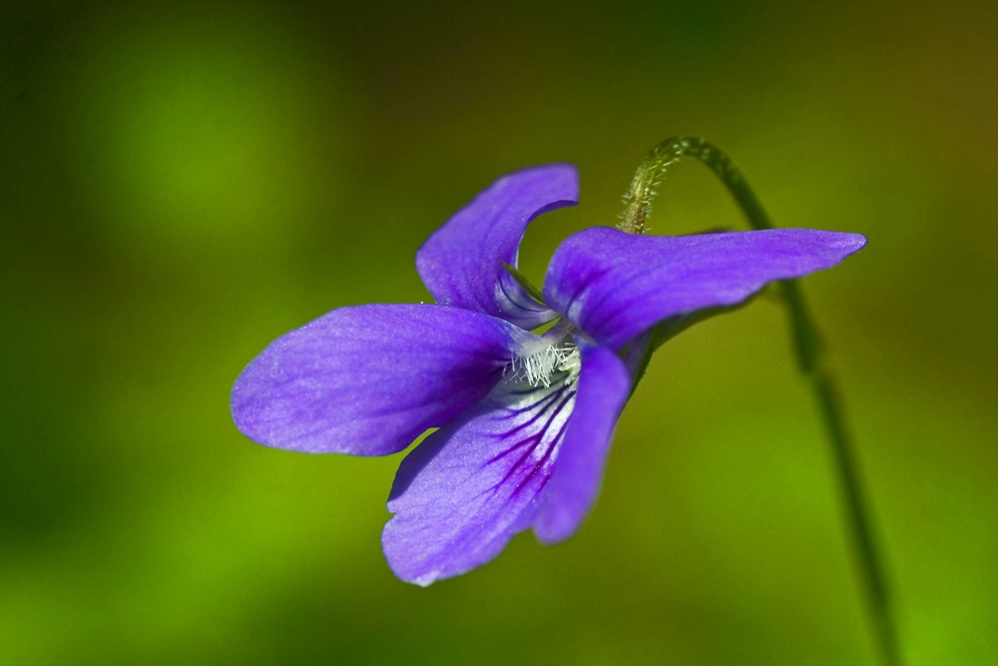 Waldveilchen (Viola reichenbachiana) [EBV RAW entwicklung]