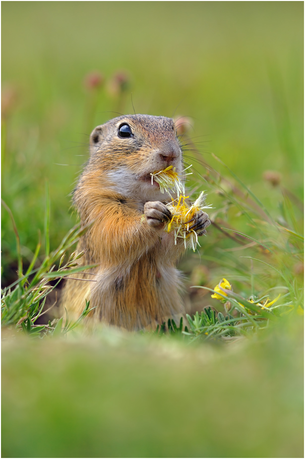 Bon Appetit!
