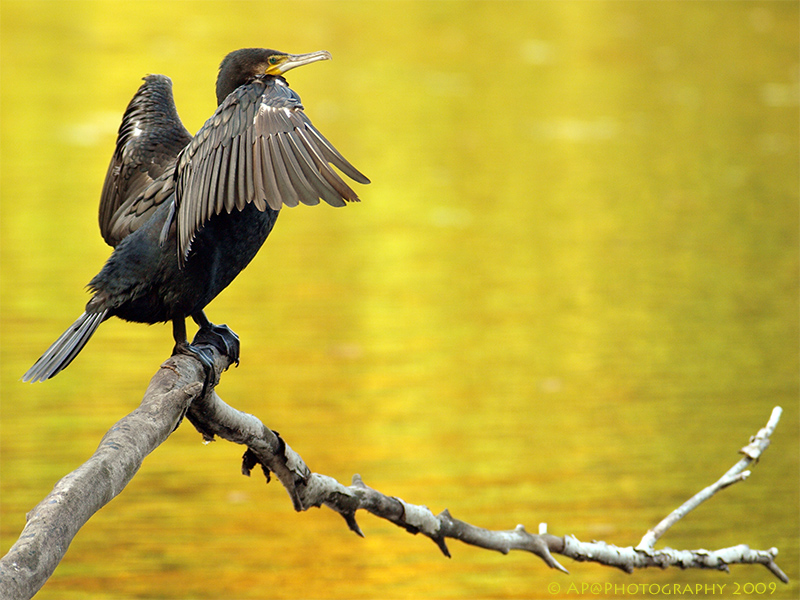 Kormoran beim trocknen des Gefieders