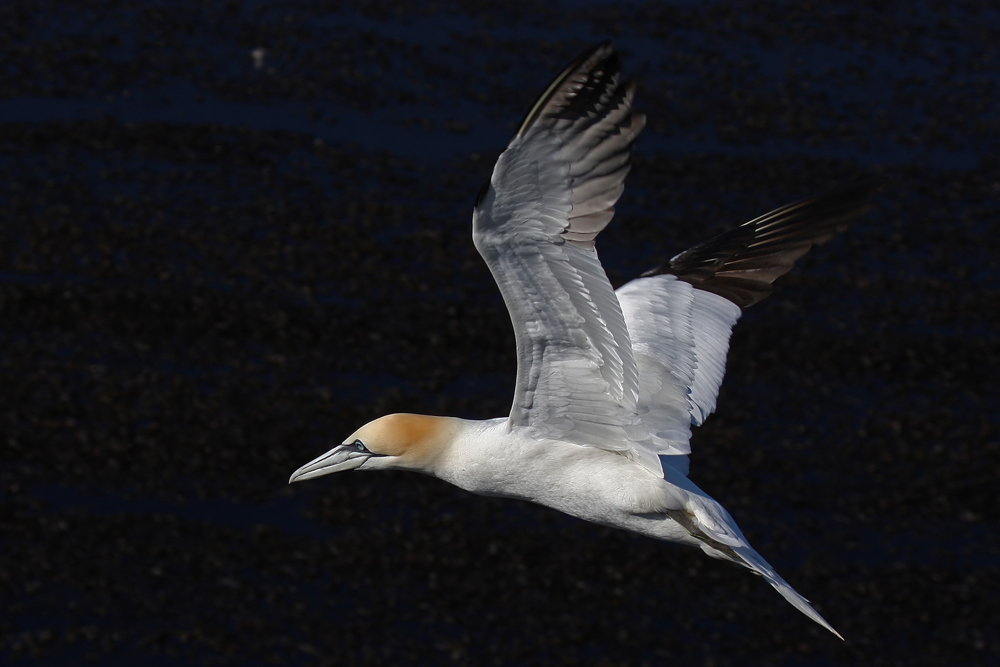 Flugschau