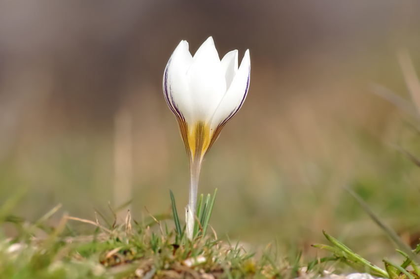 Crocus biflorus ssp. melantherus