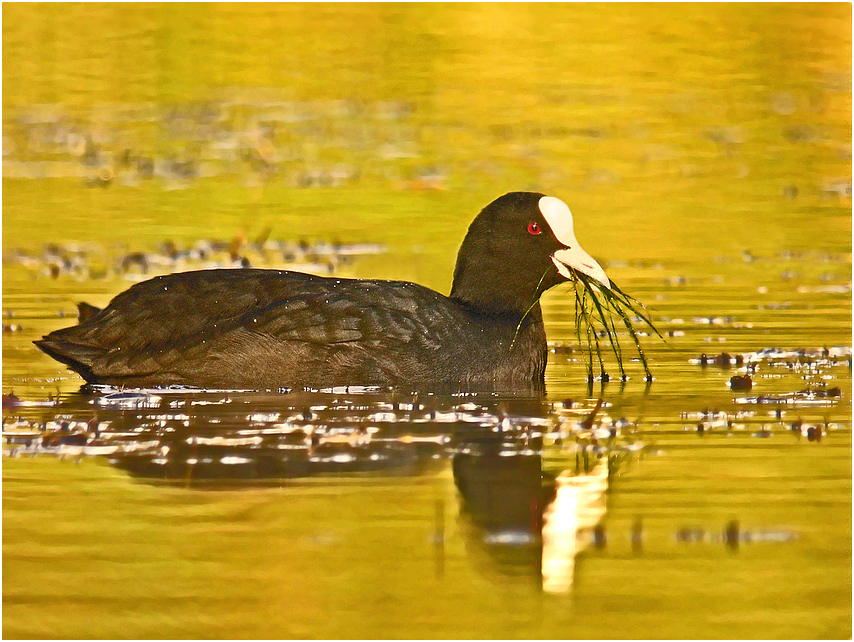 Blässhuhn im Oktoberlicht (Digiskopie)