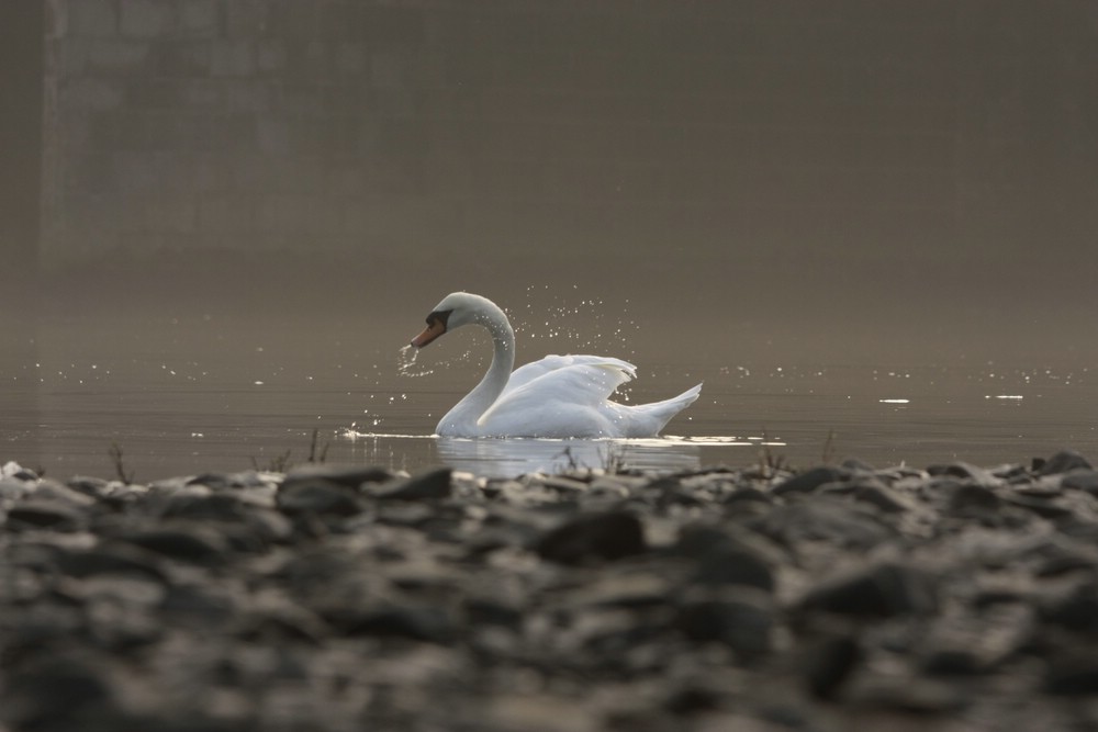 Schwan im Morgenlicht