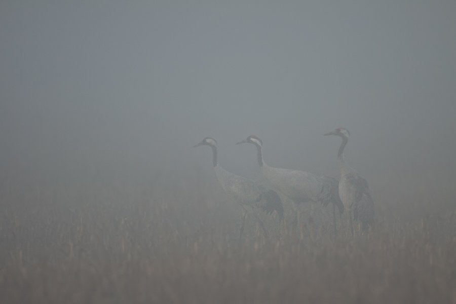 Kraniche im Morgennebel