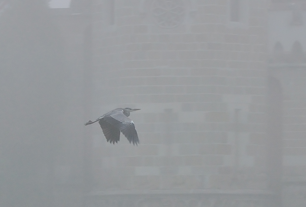 Graureiher im Nebel_2
