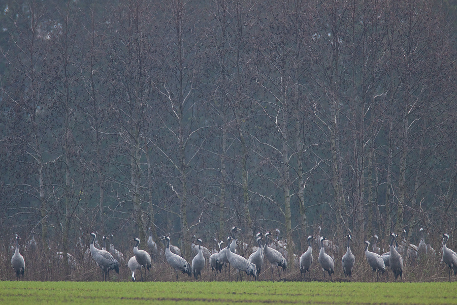 Kraniche (Grus grus) am Pappelwaldrand