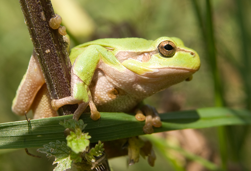 laubfrosch im brennesselwald