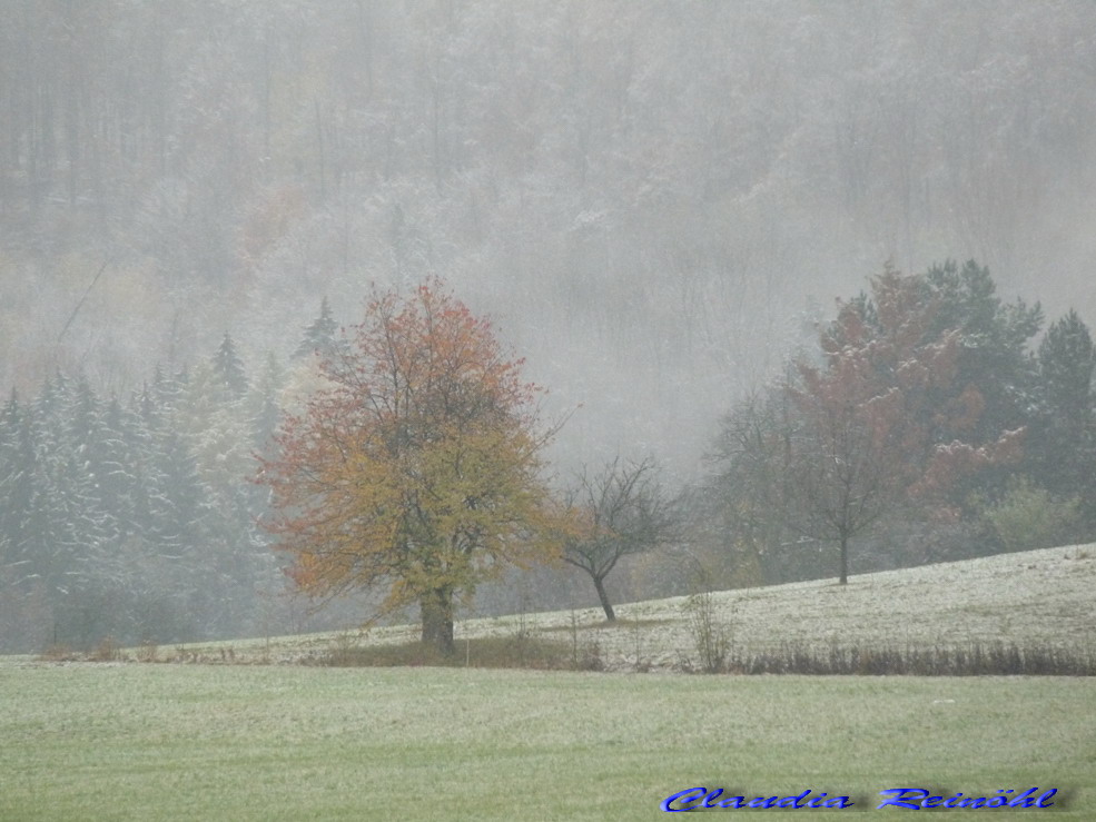 Der Regenbogenbaum