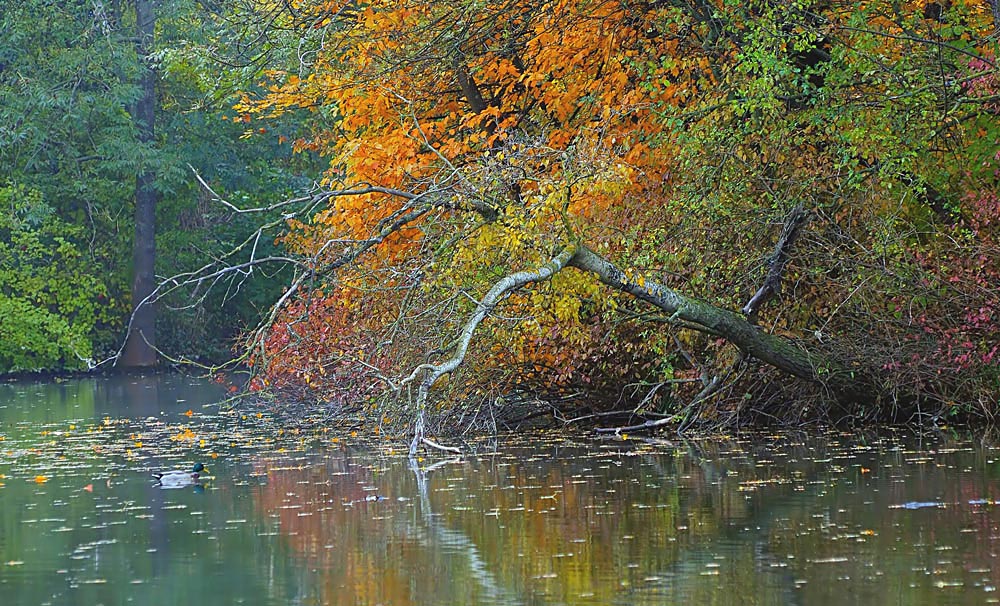 Herbstbeginn am Teich_2