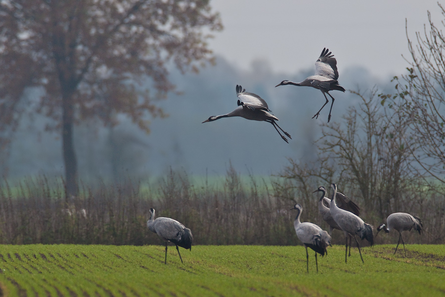Landeanflug der Kraniche (Grus grus)