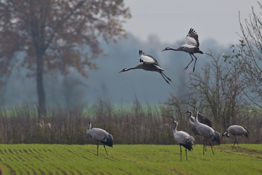 Landeanflug der Kraniche (Grus grus)