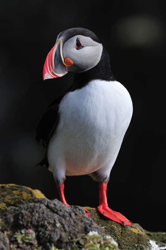 Puffin - klassisch