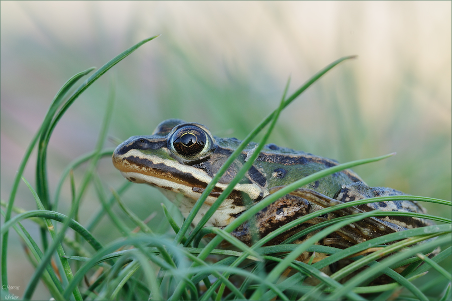 Teichfrosch