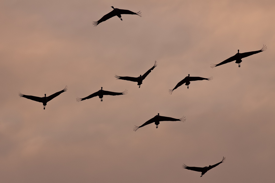 Kraniche (Grus grus) am Abendhimmel beim Landeanflug