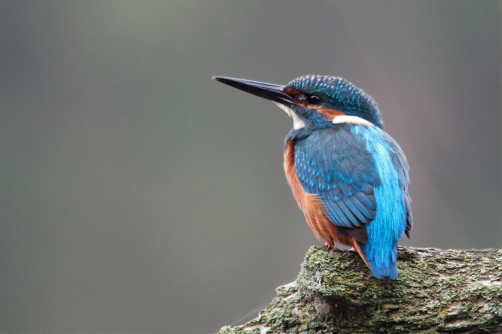 Alcedo atthis