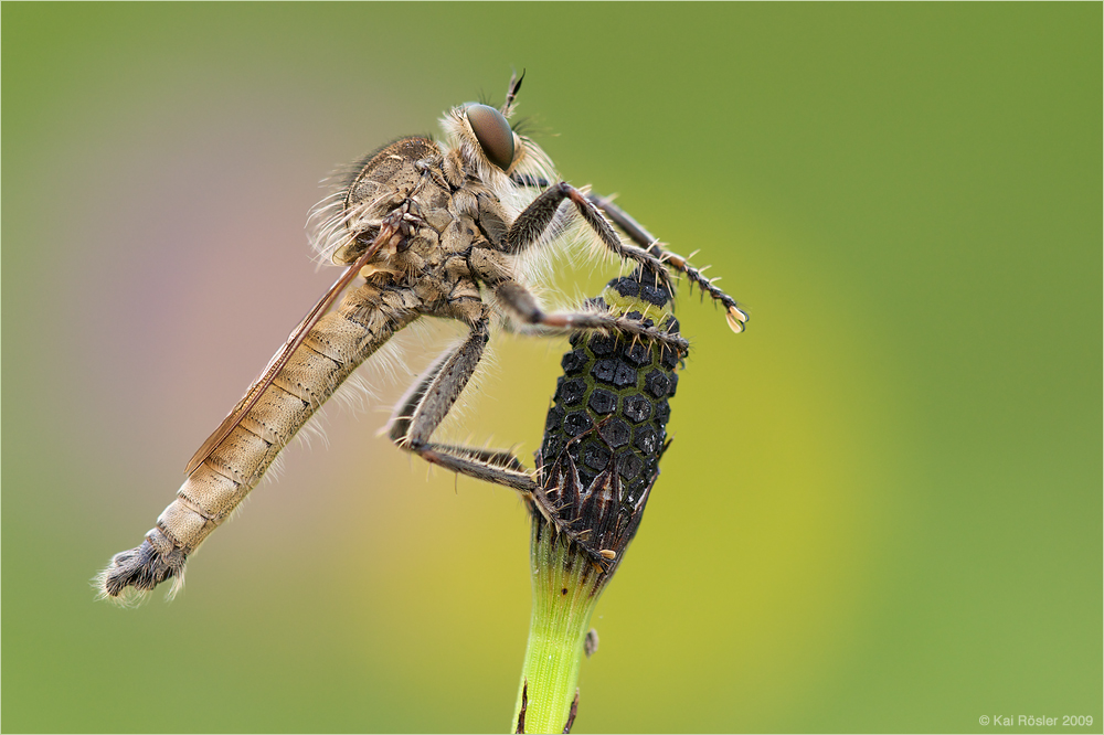 Raubfliege (Machimus rusticus)