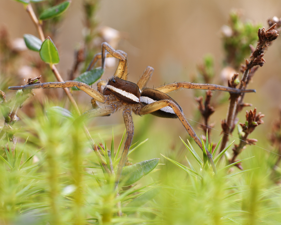 Jagdspinne