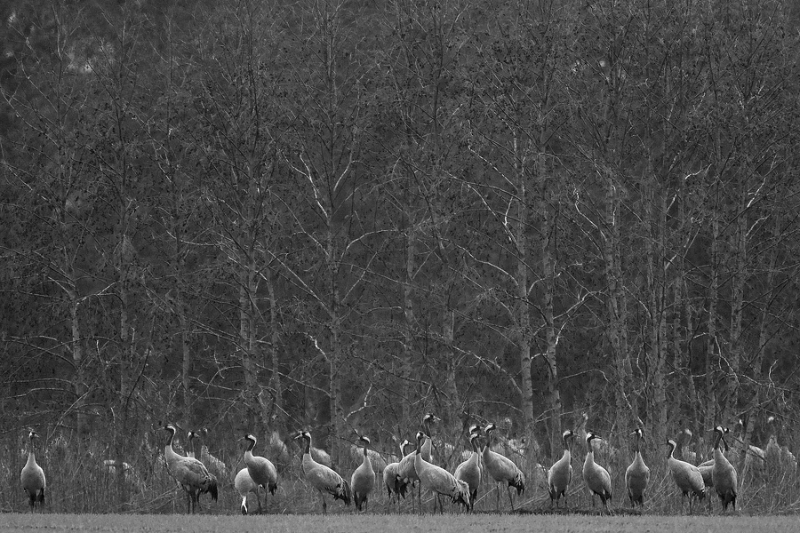 Kraniche (Grus grus) am Waldrand ( Neubearbeitung)