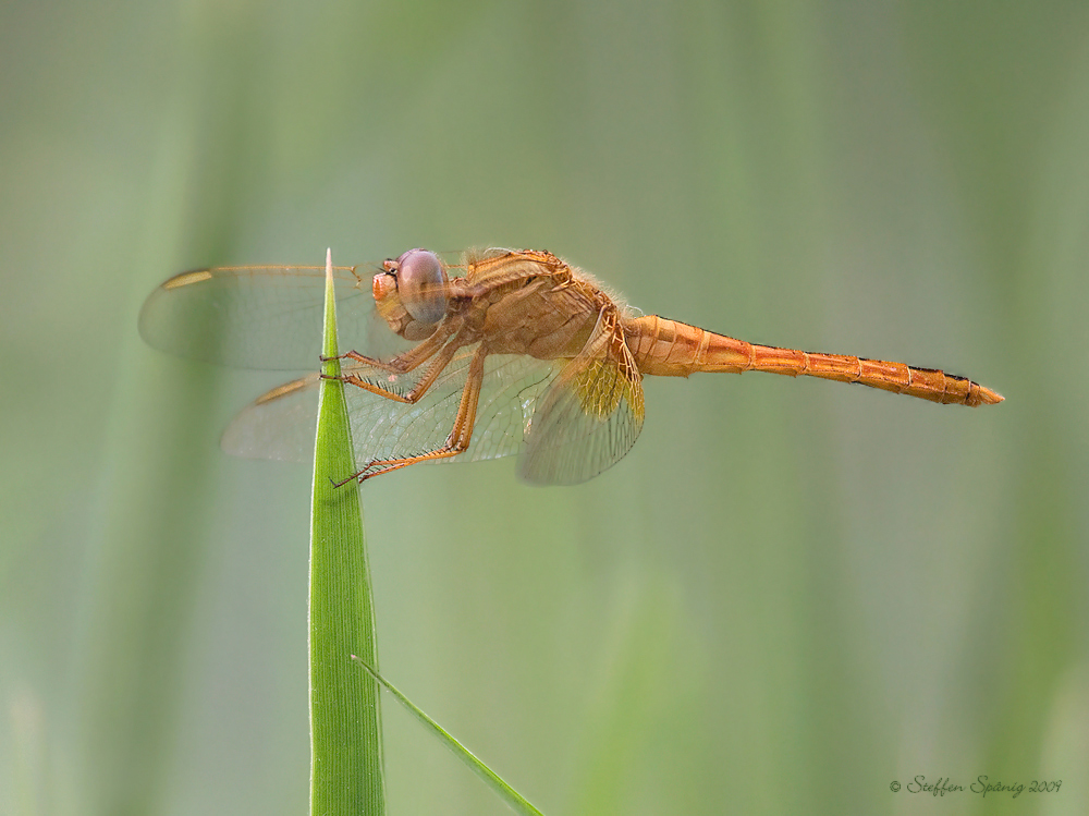 Feuerlibelle (Crocothemis erythraea) Nr.2