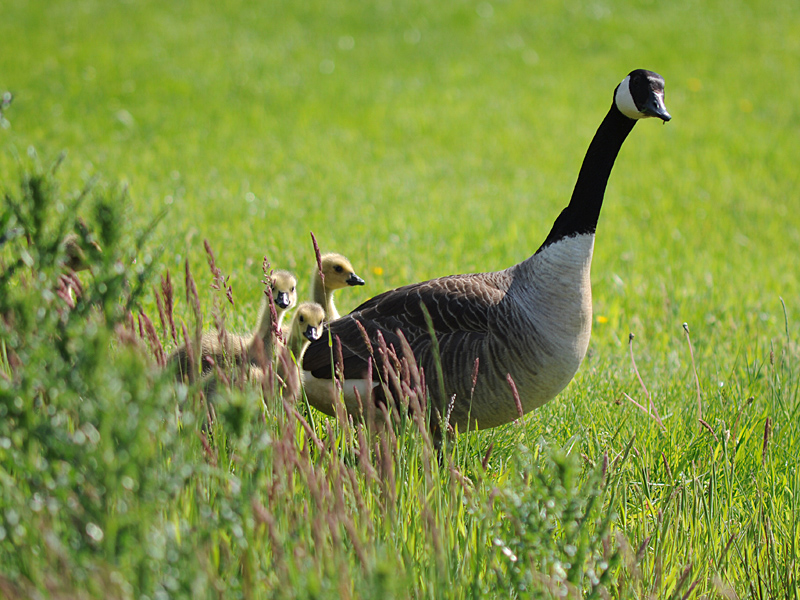 Gänseküken