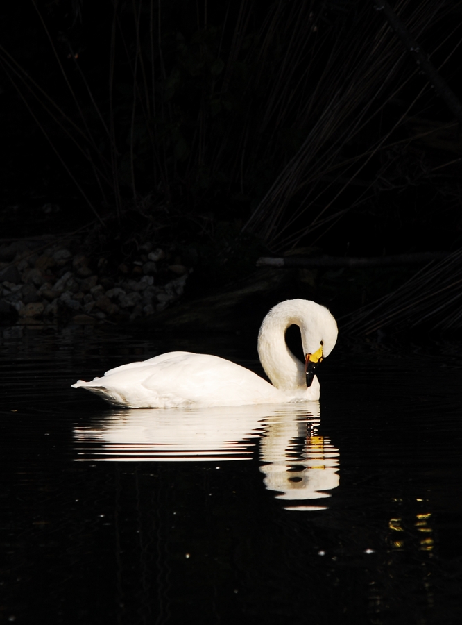 Singschwan (Cygnus cygnus)