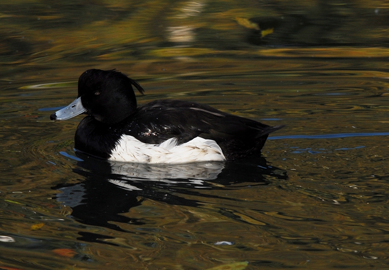 Reiherente (Aythya fuligula) Schwimmen wie im Schlaf...