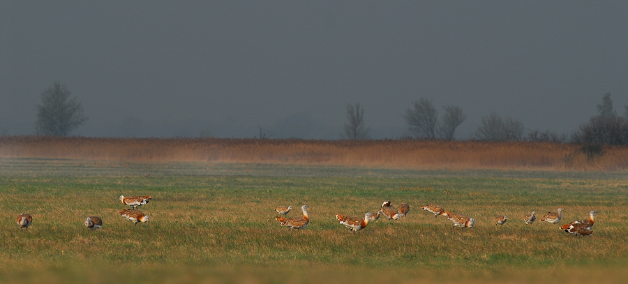 GROßTRAPPEN  WILDLIFE