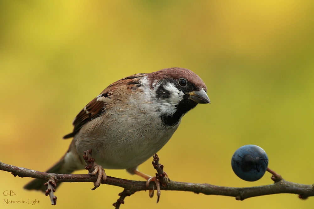 Noch ein Spatz!