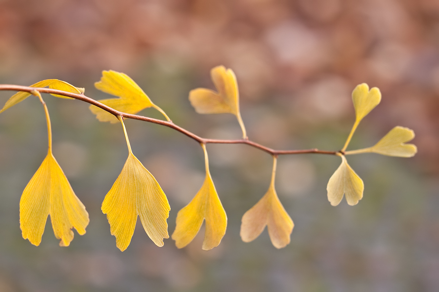 Herbstlicher Ginkgozweig