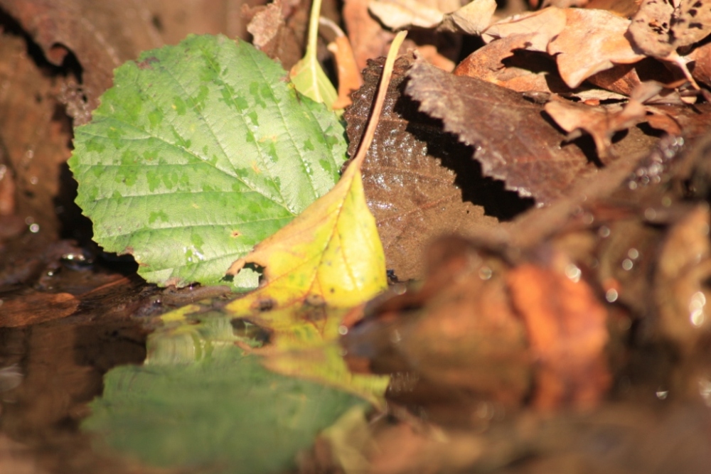 Herbst Blätter